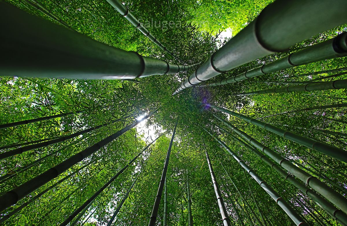 estratto di bambù