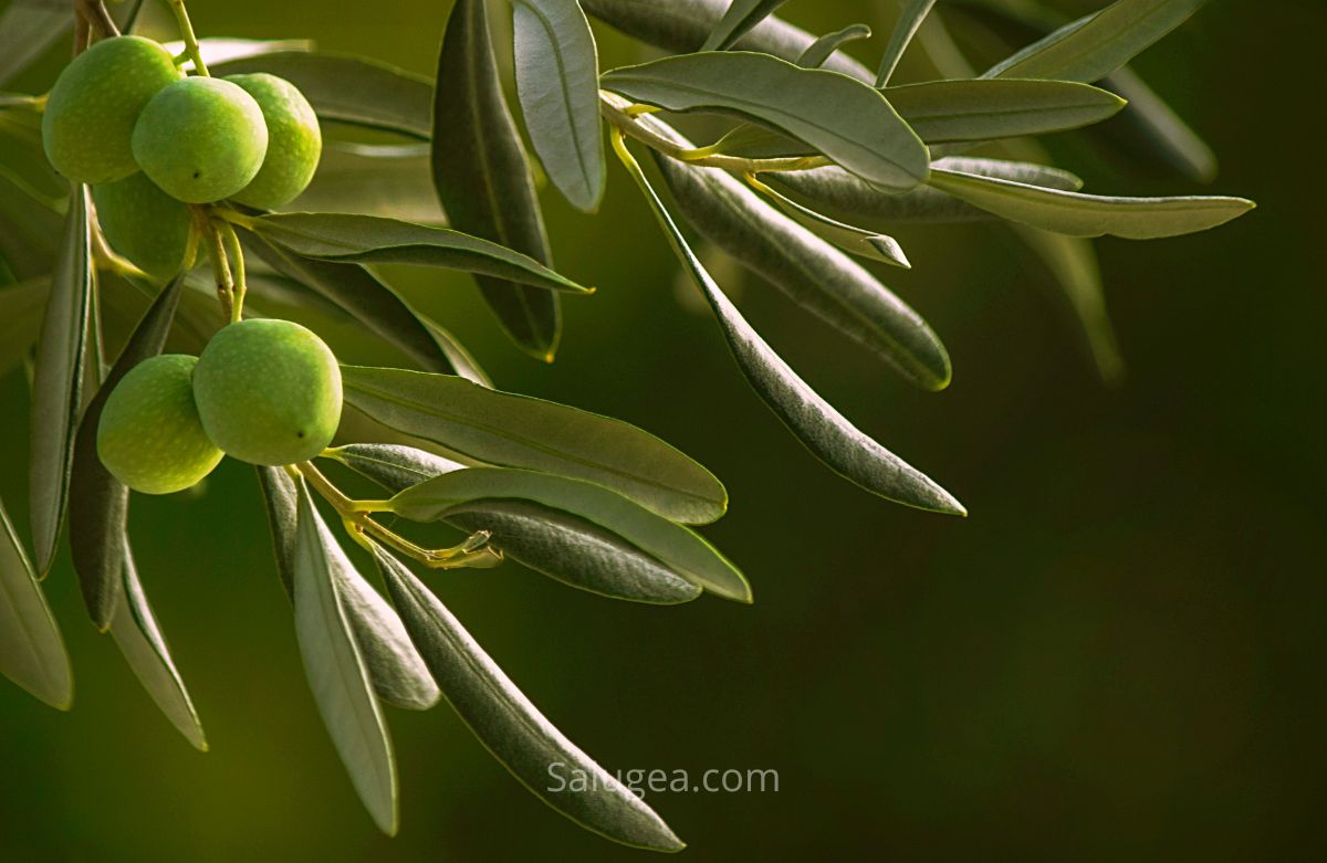 purifica il corpo con le foglie di olivo