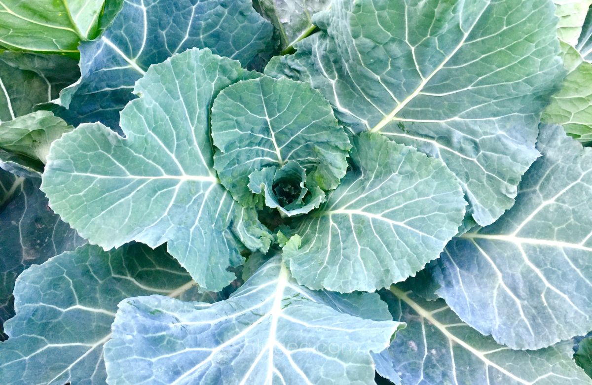 cavolo nero