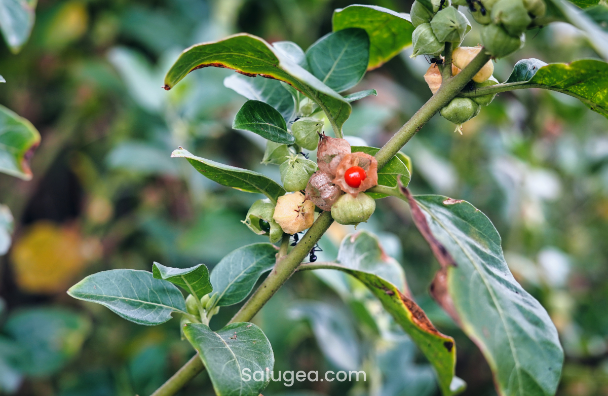 Ashwagandha